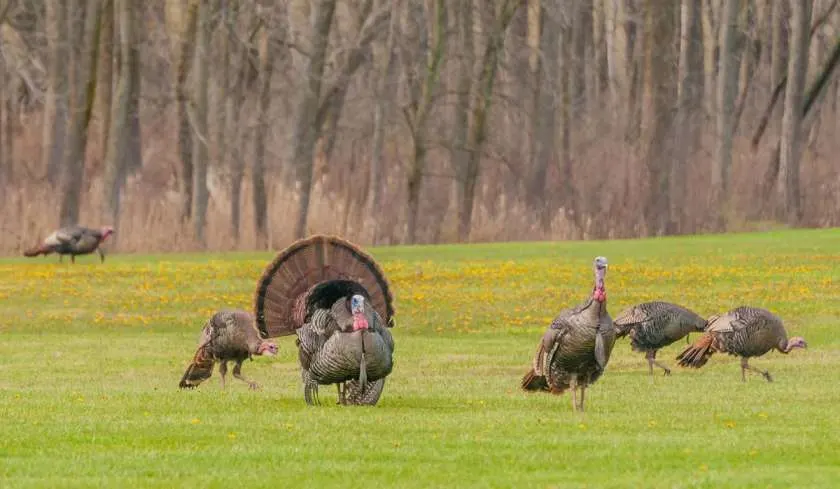 Wild Turkeys Roaming Freely: Natures Comeback Story in the Wild